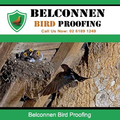 Bird proofing services for homes in Belconnen Canberra